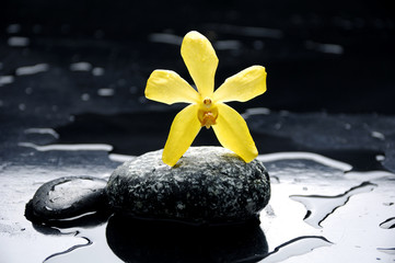 Still life with yellow orchid and stone