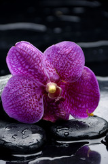 Lay down orchid on stone with water drops