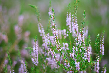 the heather field background.