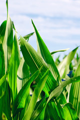 Green corn field