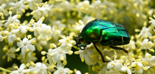 May-bug on a white flower