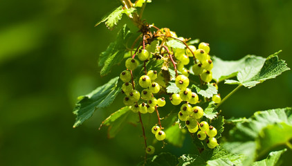 Currant