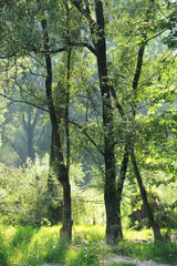 Fototapeta premium salici alberi 1089