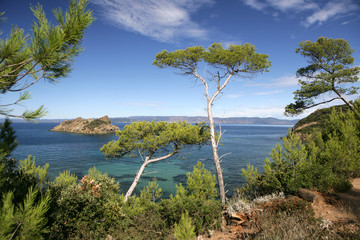 PINS MARITIMES, PLAGE DE LA PALUD, ROCHER DU RASCAS, PORT-CROS,