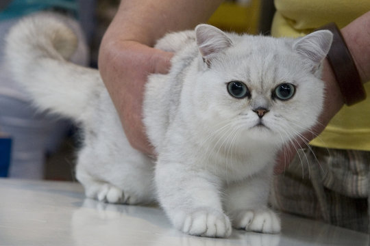 aristocat 2