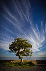 Zelfklevend Fotobehang Tree And Sky © Gavin Coetzee
