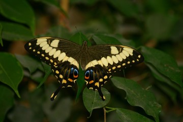 papillon