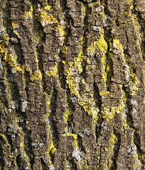 tree bark ring shaped moss