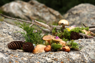 лесной натюрморт