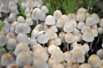 Obraz na płótnie Canvas Cluster of Mushrooms