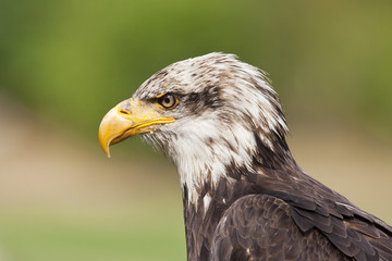 Weißkopfseeadlerportrait