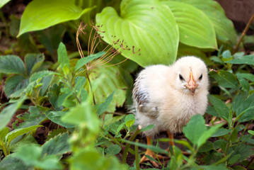 chicken The walk on the grass