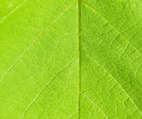 leaf closeup