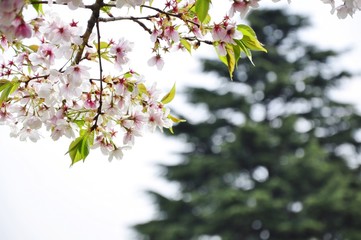 Sakura blossom bokeh with trees in Japan
