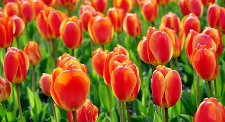 Red and yellow tulips