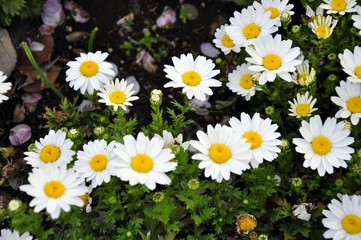 White daisy