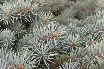Naklejka na ściany i meble close up with fresh pine fir
