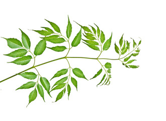 Branch isolated on white