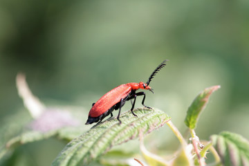 cardinal beetle (Pyrochroa coccinea)