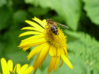 abeille sur fleur