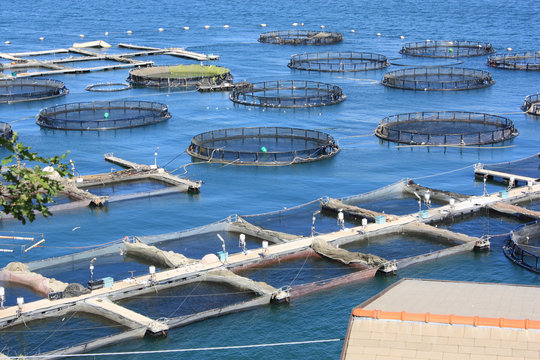 fish farm in La Spezia Italy