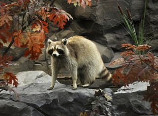 stuffed raccoon © SunnyS