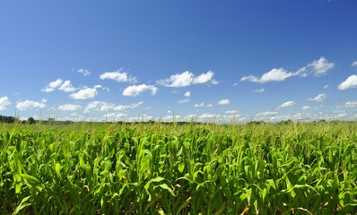 corn field and blue sky