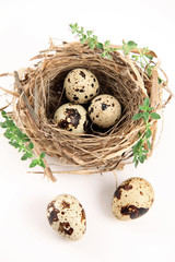 Obraz premium Oeufs de Caille