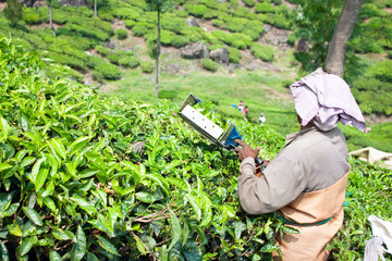 Woman picking tea leaves in a tea plantation ,  India