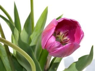 Tulpe