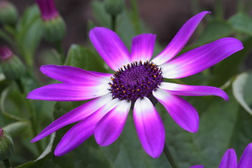 Fototapeta premium Purple Senetti