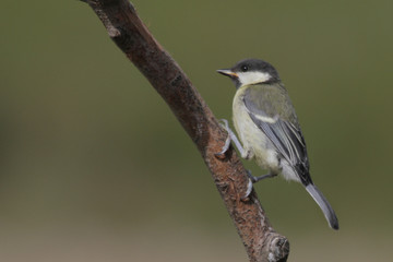 Great Tit (Parus major)
