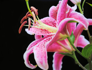 Pink Lilly Covered in Rain Drops