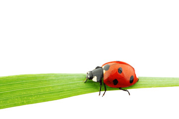 ladybug on grass