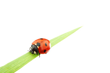 ladybug on grass