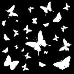 white butterfly silhouettes on the black