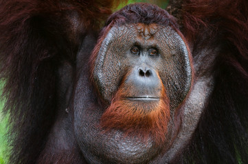 Portrait of Orangutan. © Uryadnikov Sergey