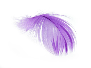 Violet Feather in soft focus view. Close-Up.