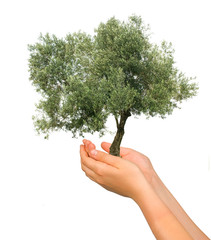 Olive tree as a gift of agriculture