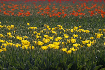 Tulpen-Feld - Tulip field