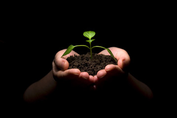 Hands holding sapling