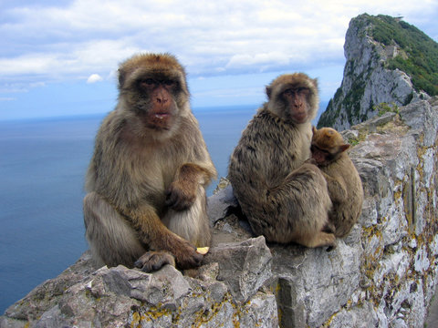 Monos en Gibraltar