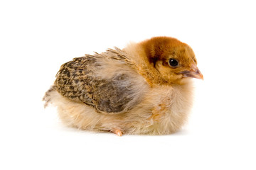 Brown chicken