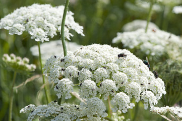 Wiesenkerbel