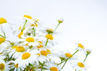 Beautiful wild daisies