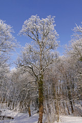 Baum mit Rauhreif, Bad Laer, Niedersachsen - Tree with hoarfrost
