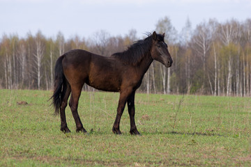 Horse (Equus caballus)