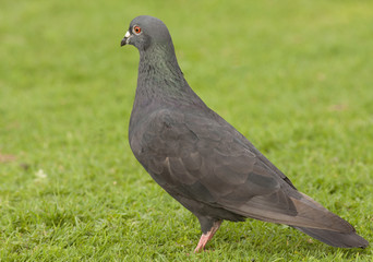 Feral Pidgeon