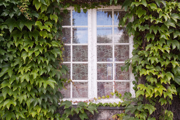 a white window made of wood with a floral curtain with a background of green leaves all around of a...