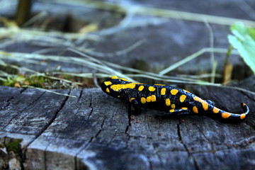 salamandra